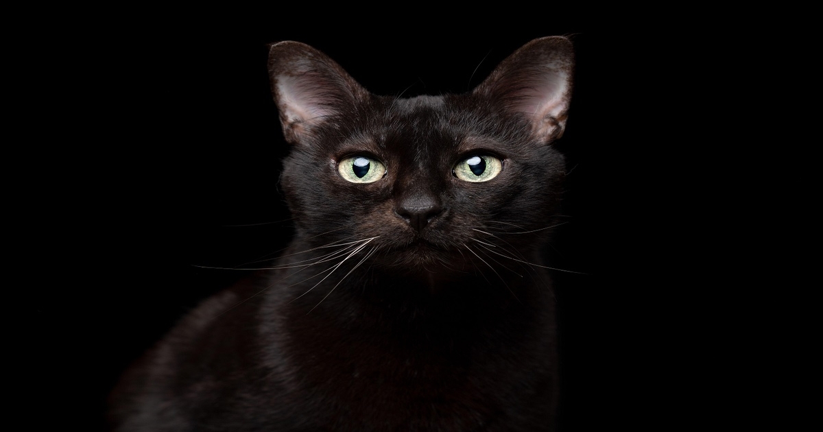 Everything You Need To Know About BlackCat (AlphaV) - darkreading.com