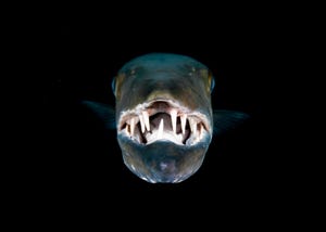 barracuda head and mouth