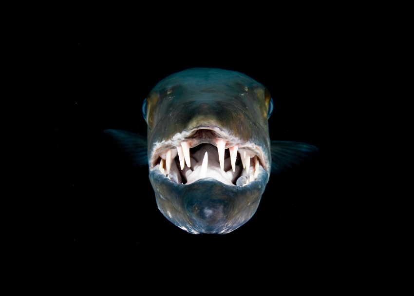 barracuda head and mouth