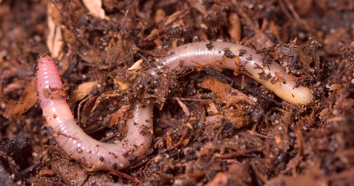 Zero-Click GenAI Worm Causes Malware Infections, Model Contamination Zero-Click GenAI Worm Causes Malware Infections, Model Contamination