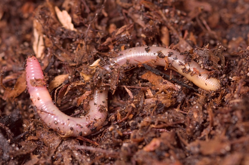 An earthworm in soil
