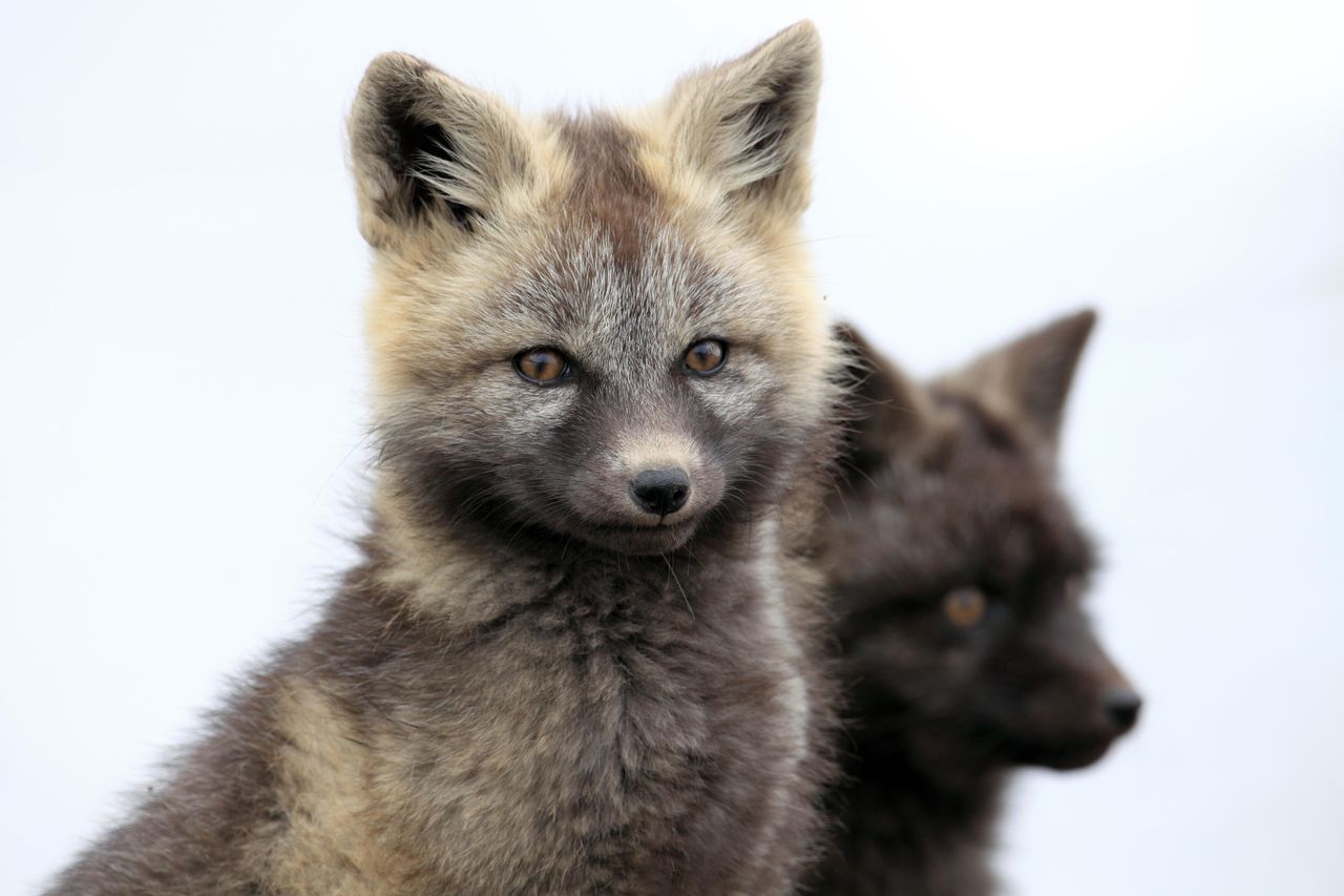 A baby silver fox A baby silver fox