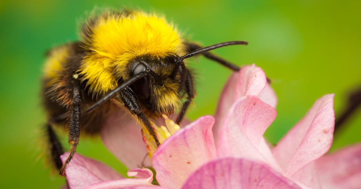 Bumblebee Malware Resurfaces and Gains Momentum