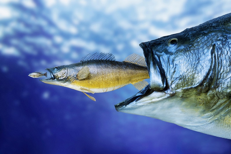 big fish eating a little fish big fish eating a little fish