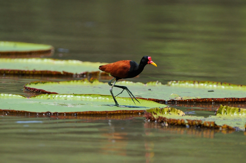 A brown bird with black neck and red face, Wattled Jacana (Jacana jacana) walking on giant water lily leaf, Rupununi, Guyana