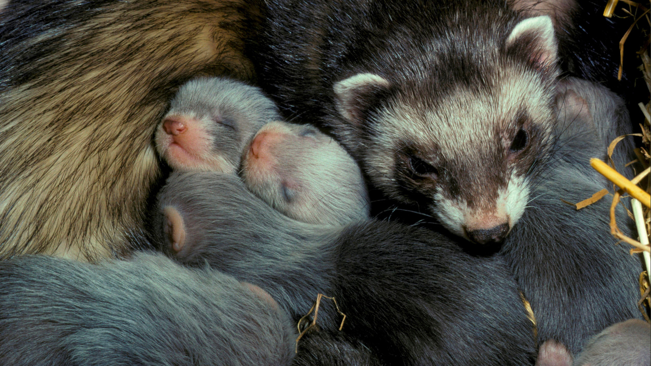 An adult ferret with baby ferrets An adult ferret with baby ferrets