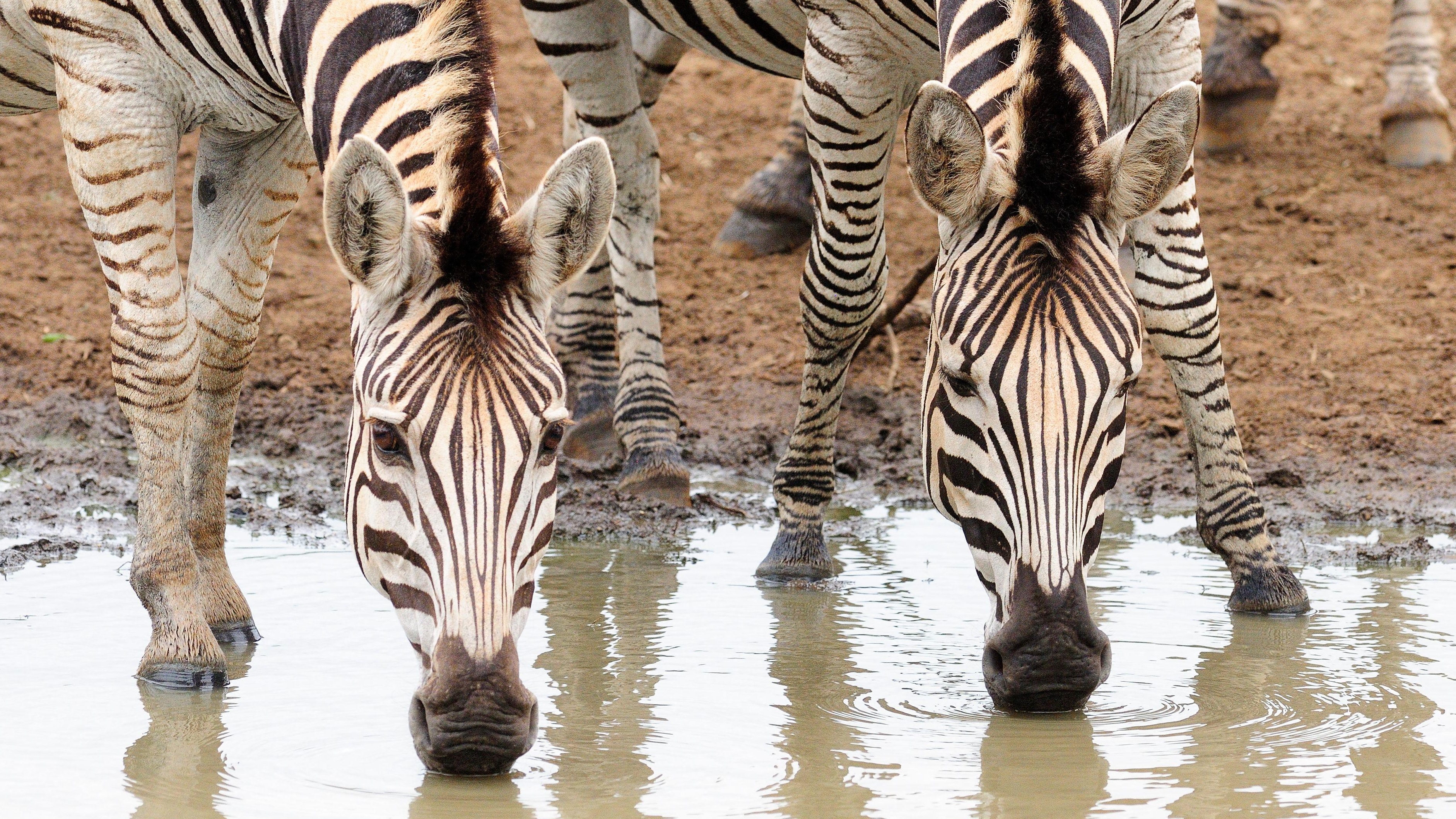 Sprawling ‘Operation Sentinel’ Neutralizes African Cybercrime Syndicates