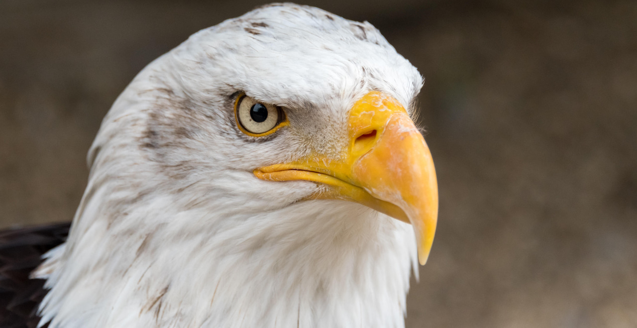 Close up of an eagle Close up of an eagle