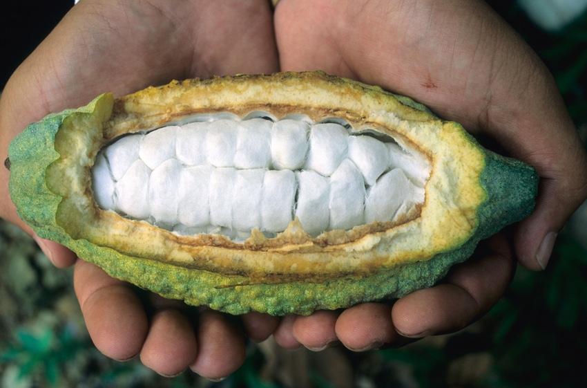 A hand holding a cocao pod