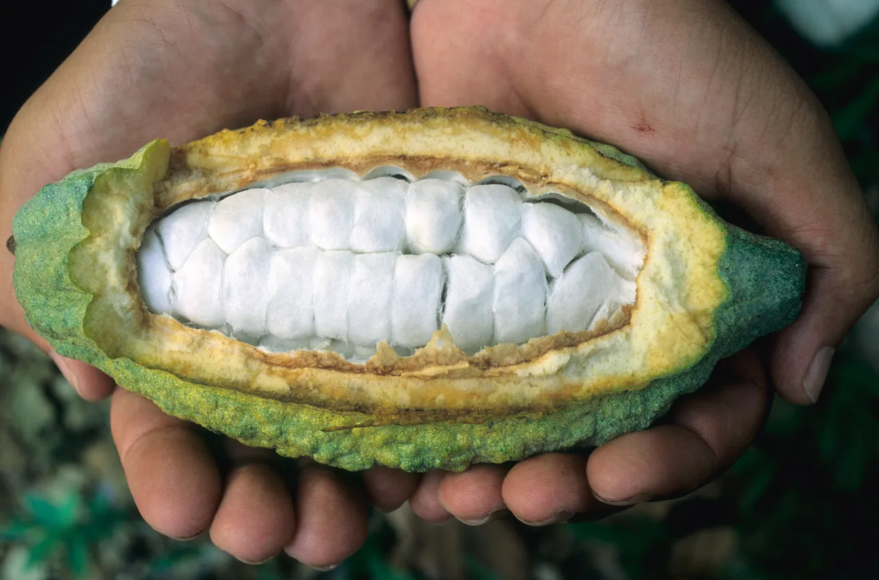 A hand holding a cocao pod A hand holding a cocao pod