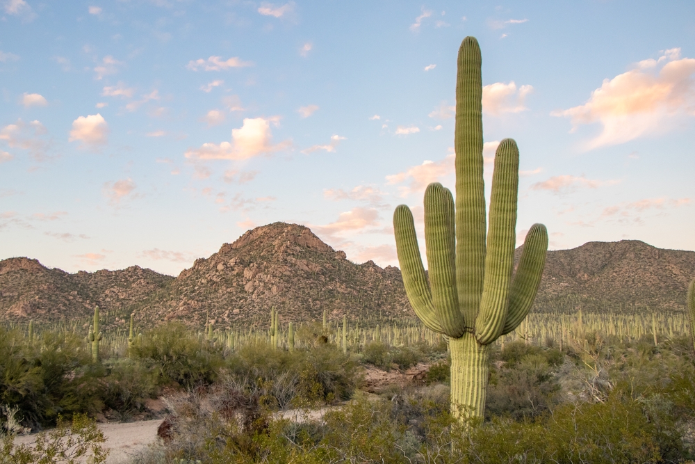 Cacti Monitoring Tool Spiked by Critical SQL Injection Vulnerability