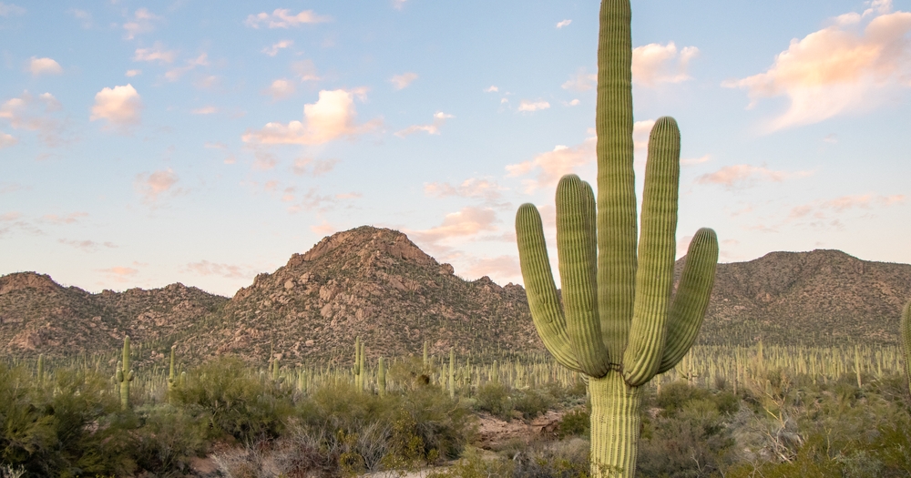 Schneider Electric Hit by ‘Cactus’ Ransomware Schneider Electric Hit by ‘Cactus’ Ransomware