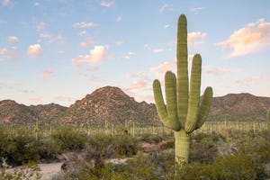 A cactus in the desert