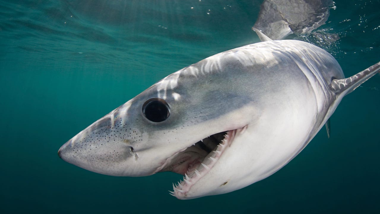 ‘SessionShark’ ToolKit Evades Microsoft Office 365 MFA