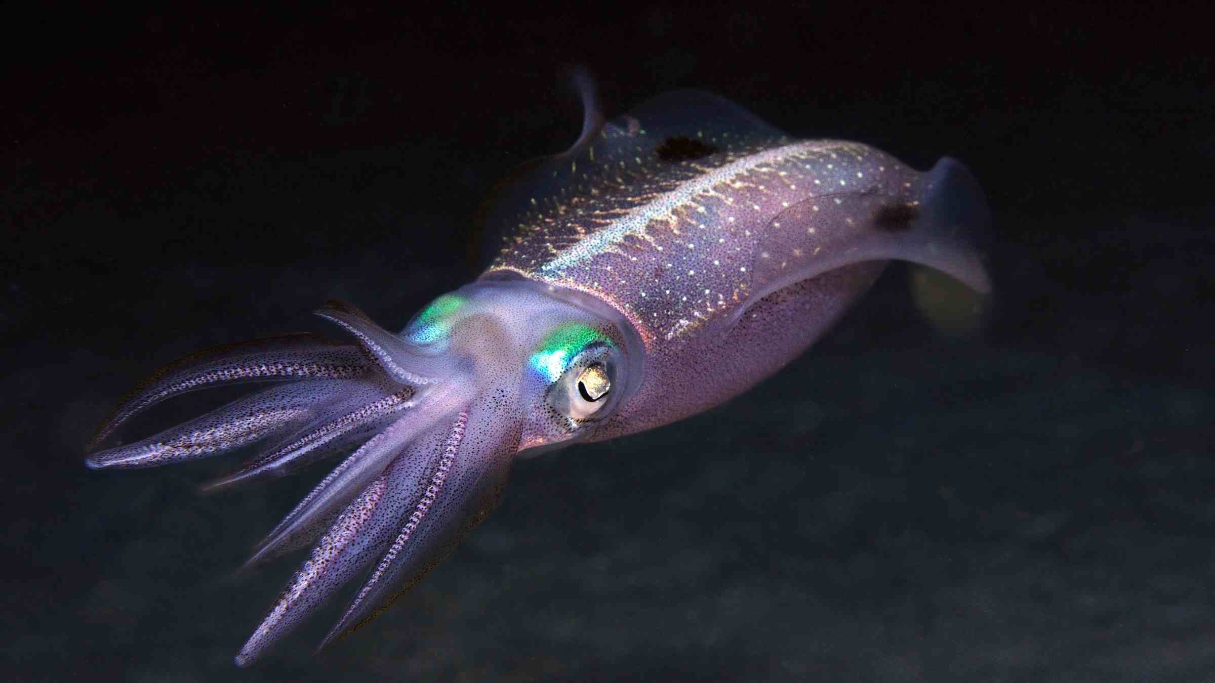 LilacSquid APT Employs Open Source Tools, QuasarRAT - Vimarsana News