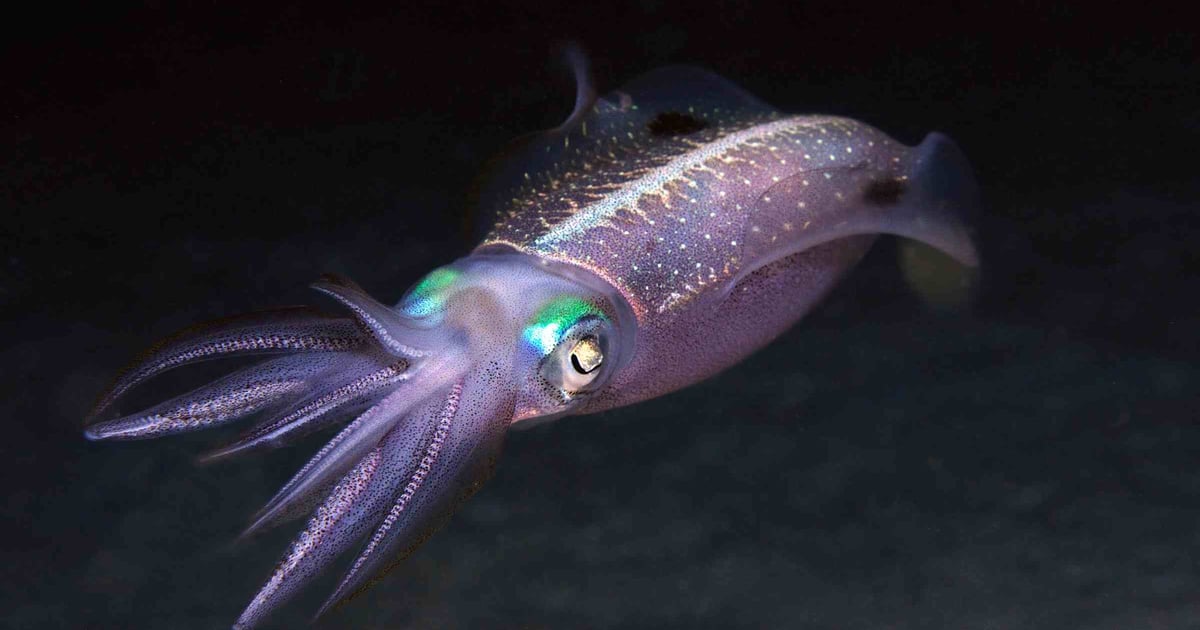 LilacSquid APT Uses Open Source Tools, QuasarRAT LilacSquid APT Uses Open Source Tools, QuasarRAT