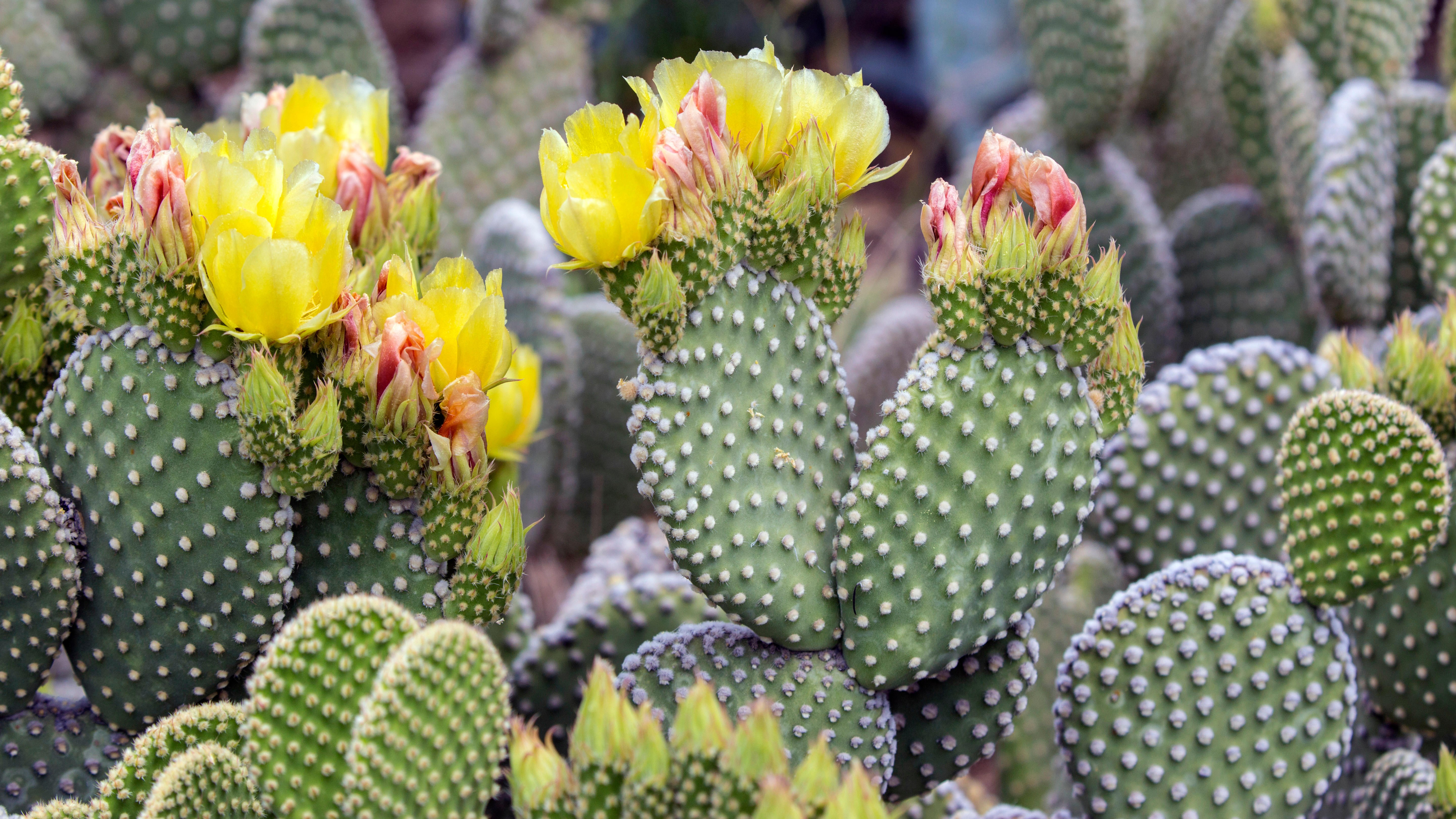 Black Basta Pivots to Cactus Ransomware Group