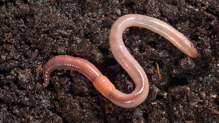 An earthworm in dirt