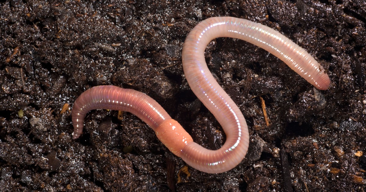 P2PInfect Worm Expands Capabilities with Miner, Ransomware, and Rootkit P2PInfect Worm Expands Capabilities with Miner, Ransomware, and Rootkit