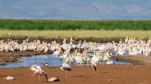 Storks and white pelicans at a watering hole in Tanzania. Storks and white pelicans at a watering hole in Tanzania.