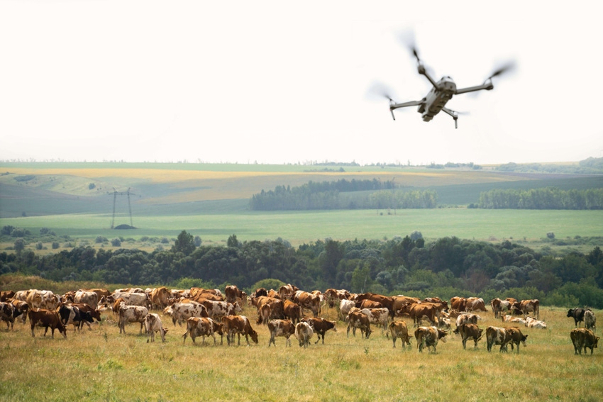 Agricultural drone watching a herd of cows. Smart farming