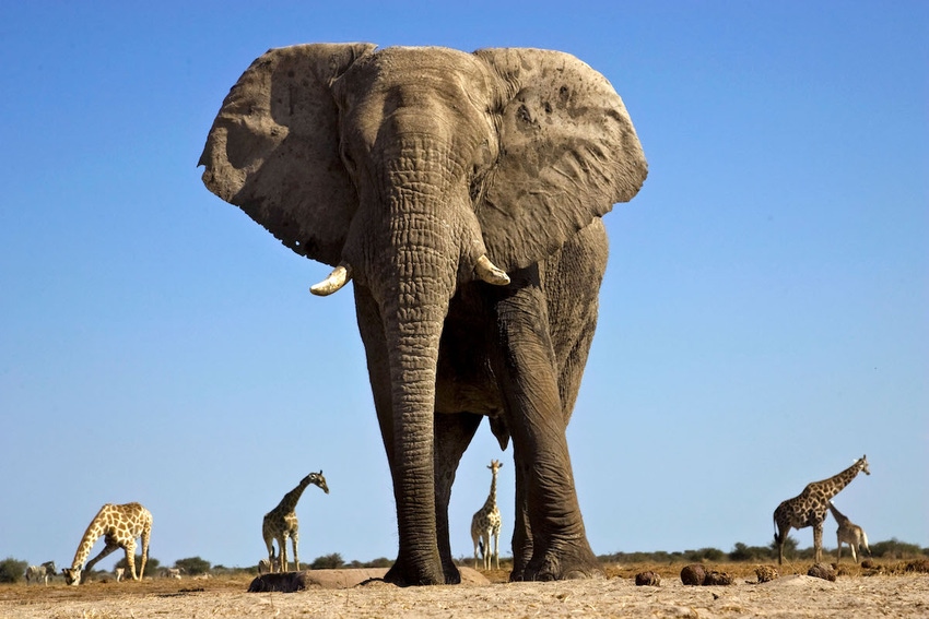 an elephant facing the camera with giraffes walking in the background.