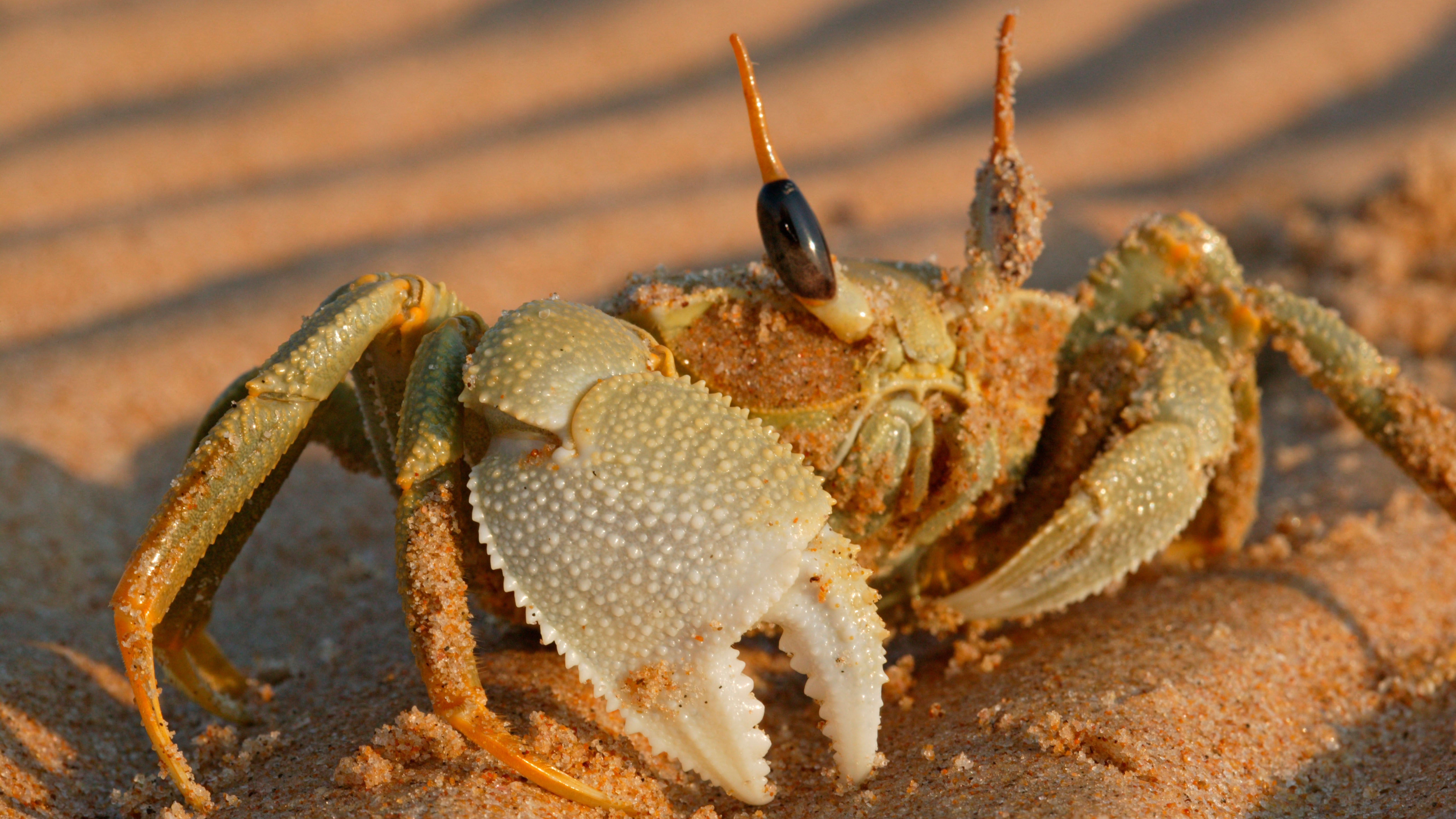 OpenClaw AI Runs Wild in Business Environments