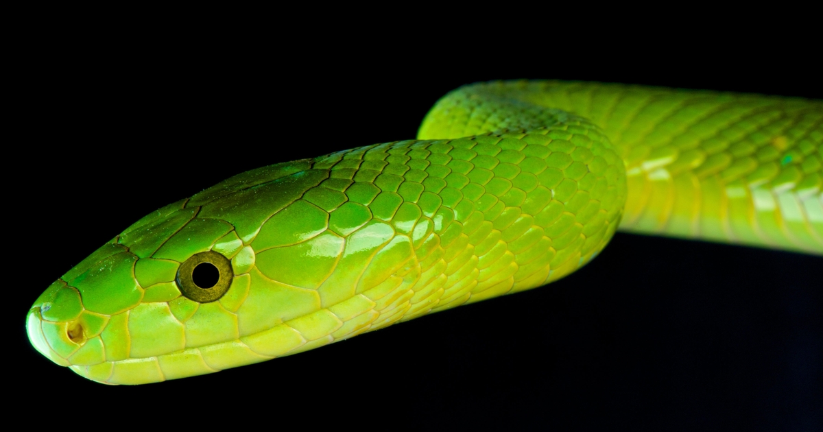 Mamba 2FA Cybercrime Kit Targets Microsoft Users Mamba 2FA Cybercrime Kit Targets Microsoft Users