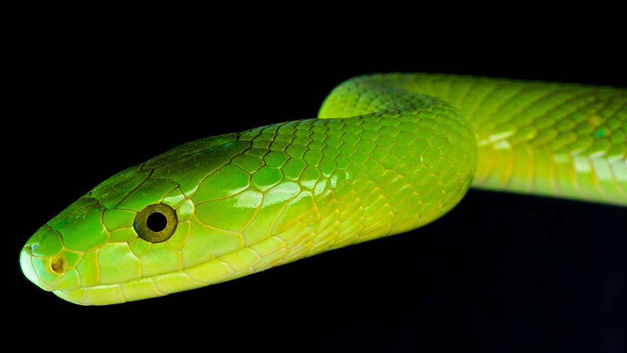 Green mamba, Dendroaspis angusticeps Green mamba, Dendroaspis angusticeps