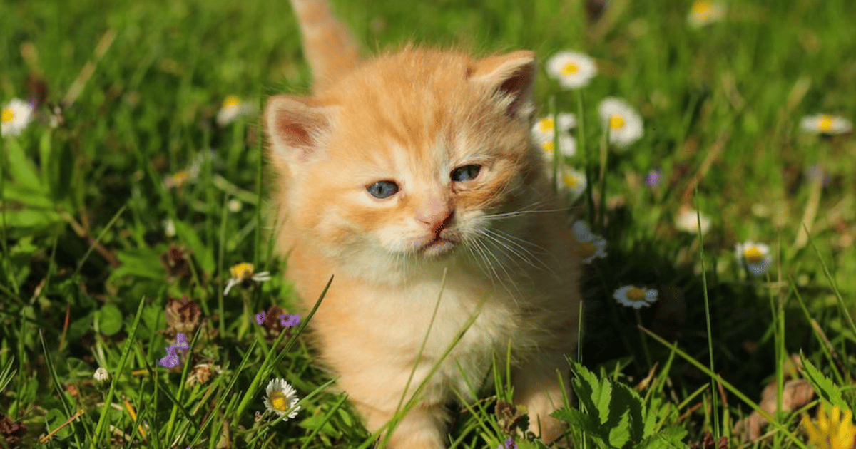 Iran’s Charming Kitten Targets US Elections and Israeli Military Iran’s Charming Kitten Targets US Elections and Israeli Military