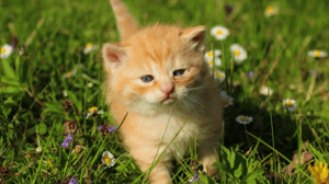 An orange colored kitten standing in green grass and wildflowers An orange colored kitten standing in green grass and wildflowers