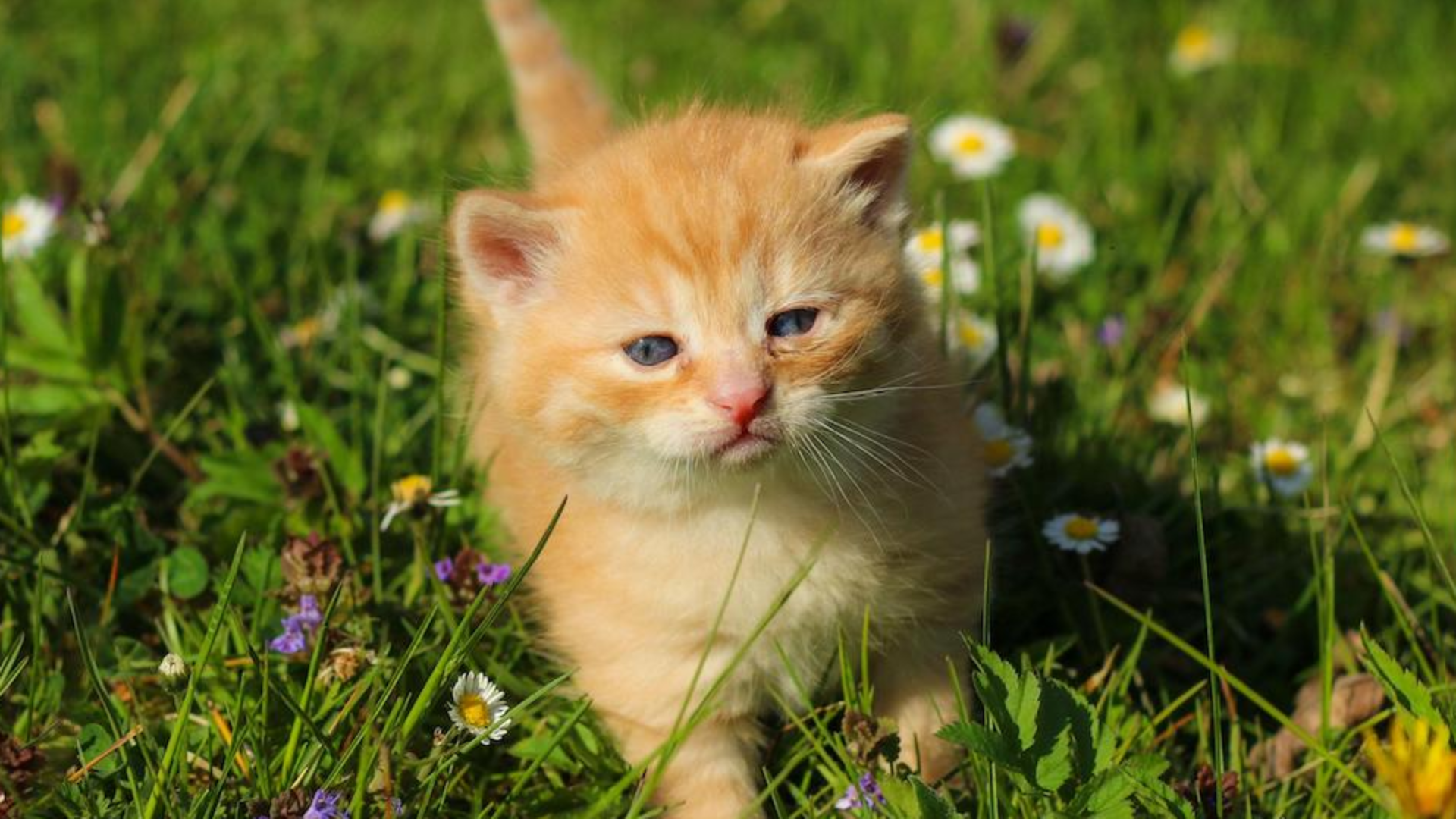 Google: Iran’s Charming Kitten Targets US Presidential Elections, Israeli Military