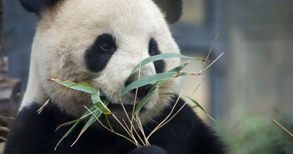 Mustang Panda Implements Worm-Driven USB Attack Strategy for Feeding Mustang Panda Implements Worm-Driven USB Attack Strategy for Feeding