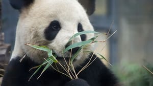 Panda Bear eating bamboo Panda Bear eating bamboo