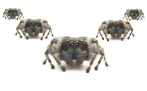 Five spiders with computerized eyes.