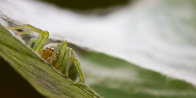 A green spider lurking on a leaf