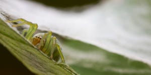 A green spider lurking on a leaf