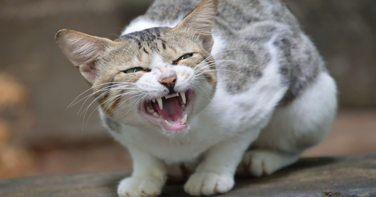 Schneider Electric Hit by ‘Hellcat’ Ransomware Gang