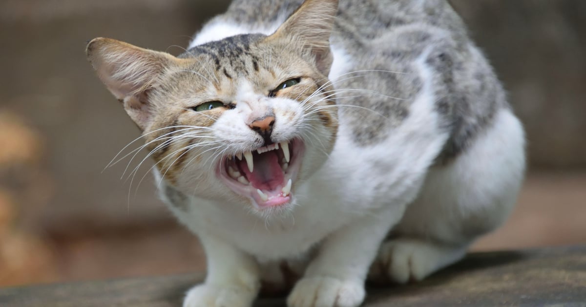 Schneider Electric Hit by ‘Hellcat’ Ransomware Gang Schneider Electric Hit by ‘Hellcat’ Ransomware Gang