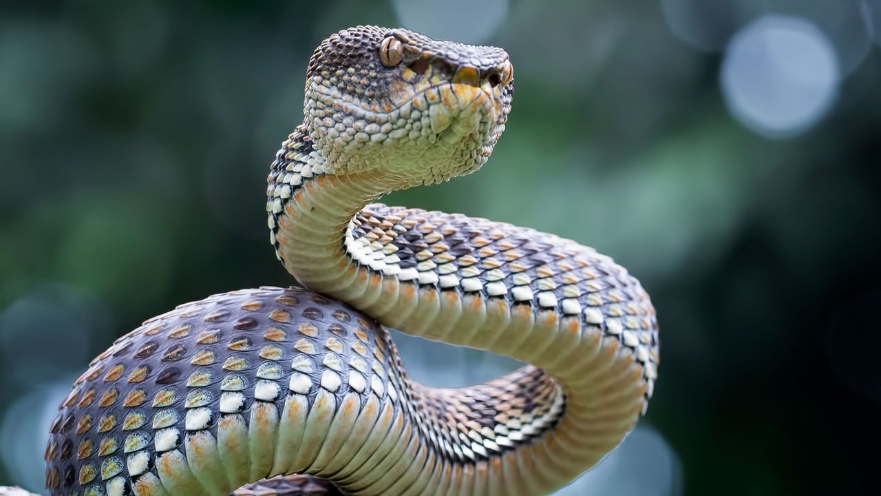 Iran’s ‘MuddyWater’ Levels Up With MuddyViper Backdoor