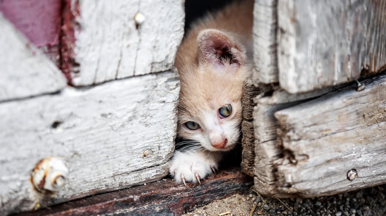 ドアの隙間を通り抜ける子猫 ドアの隙間を通り抜ける子猫