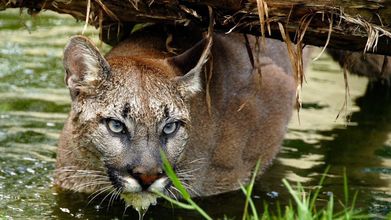 PumaBot Targets Linux Devices in Latest Botnet Campaign