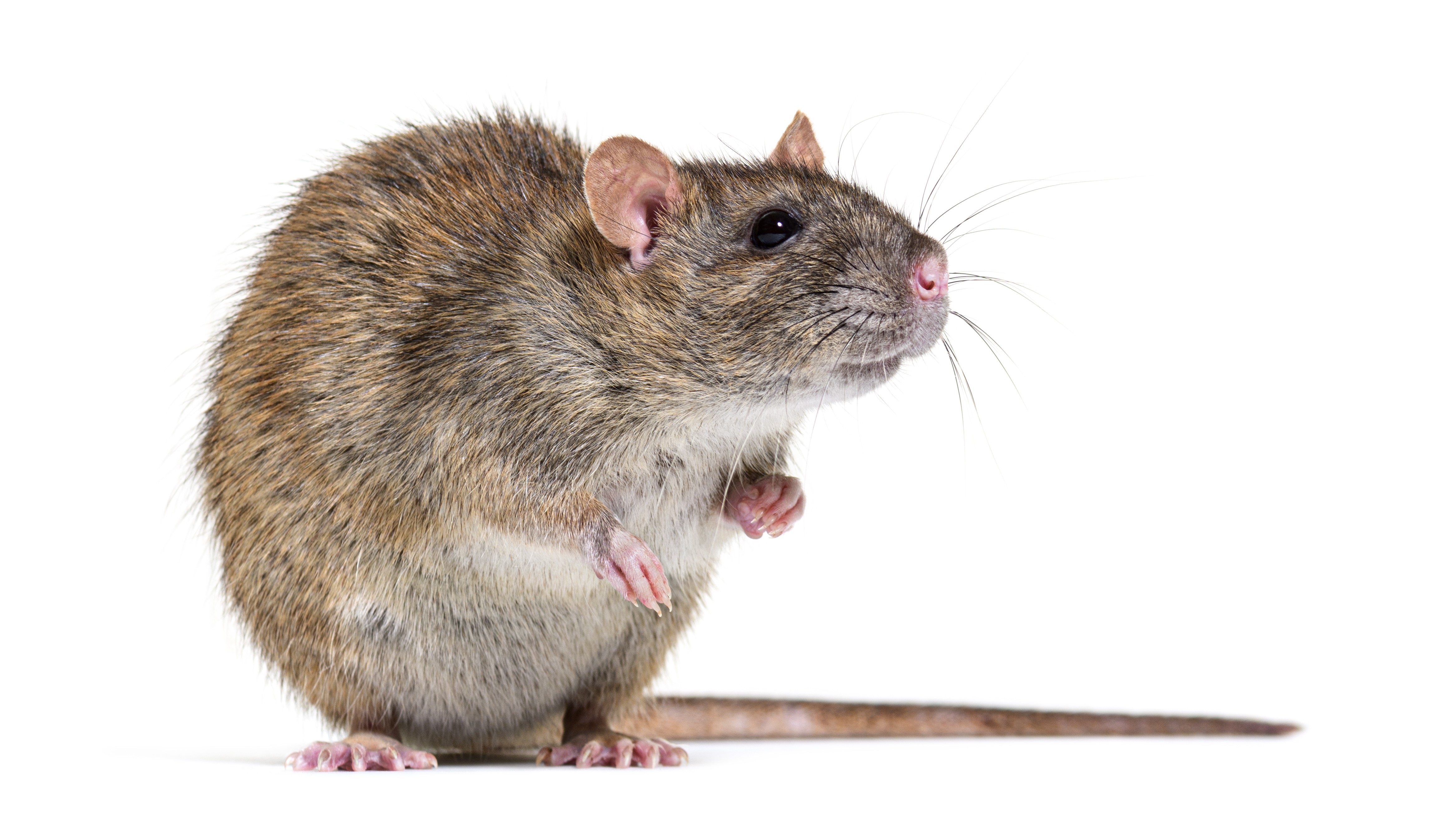 Malicious Custom GPTs Turn ChatGPT Into RAT Delivery Lure