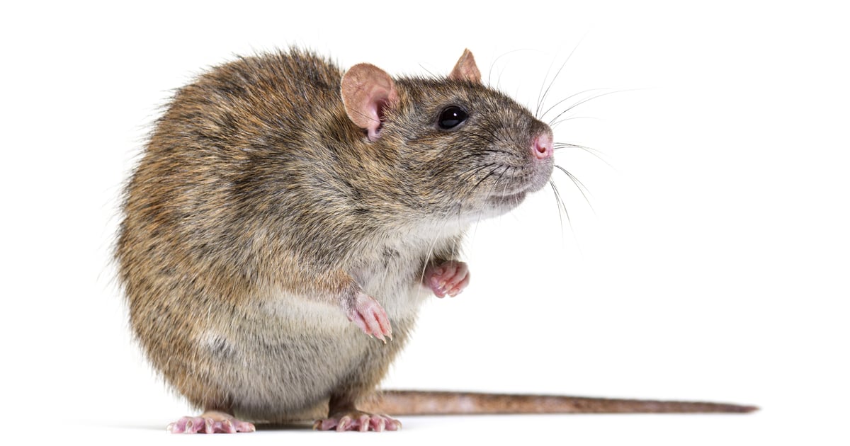 Malicious Custom GPTs Turn ChatGPT Into RAT Delivery Lure