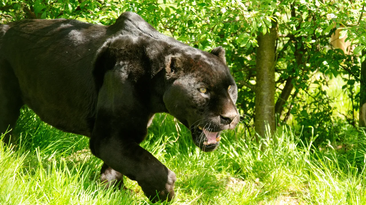 森の中を徘徊するクロジャー(Panthera onca) 森の中を徘徊するクロジャガー(Panthera onca)