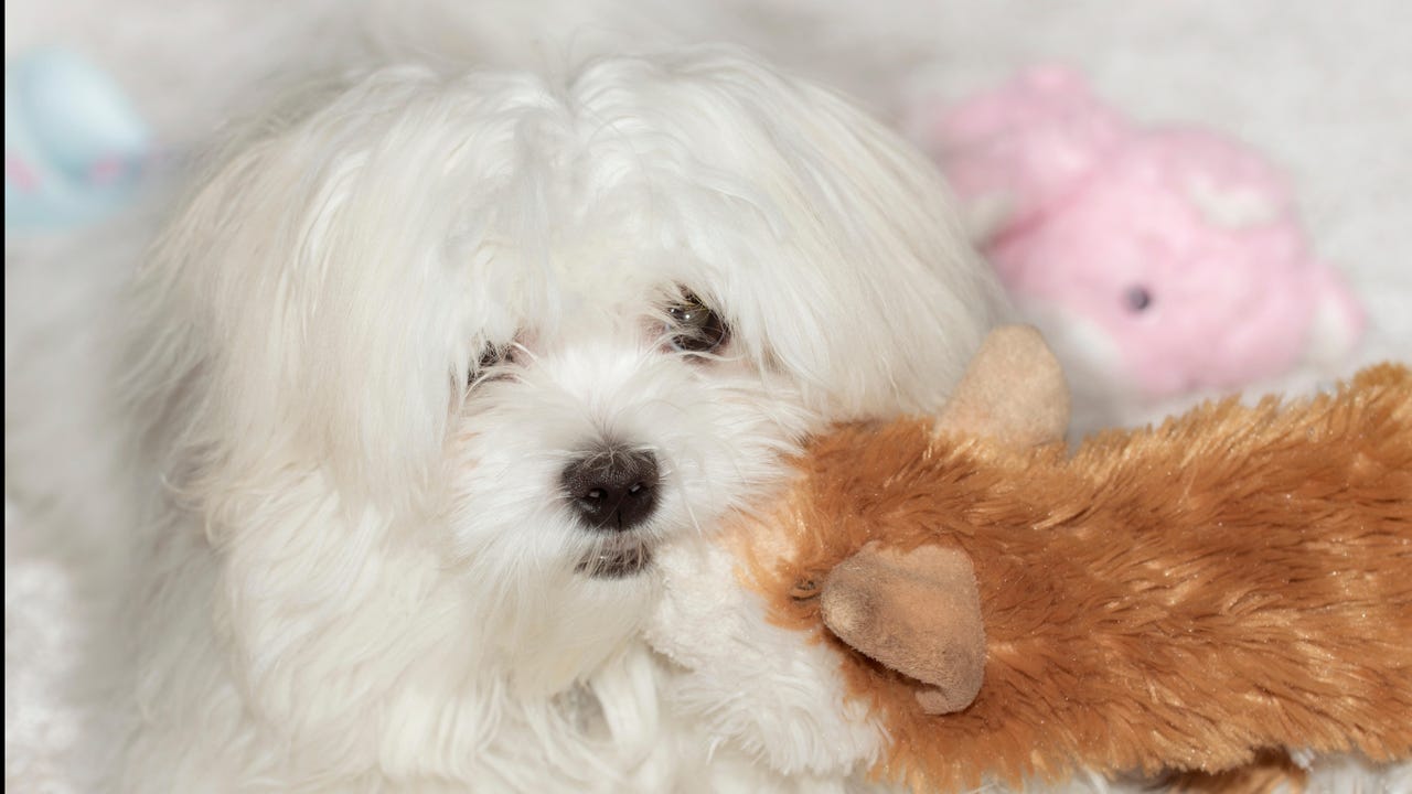 China-Nexus ‘LapDogs’ Network Thrives on Backdoored SOHO Devices