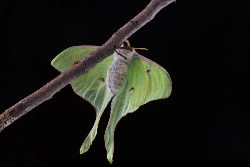 A newly emerged luna moth clinging to a tree branch.