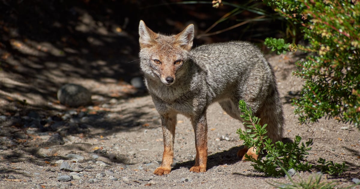 Iran’s Fox Kitten Group Assists Ransomware Attacks on US Targets