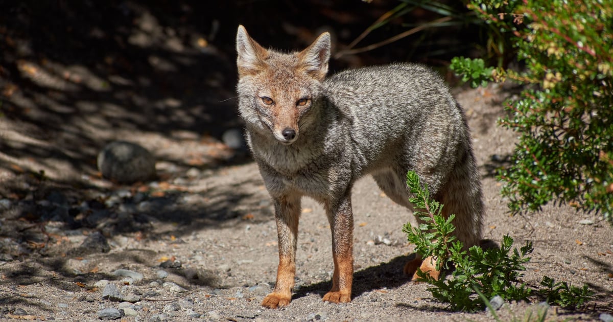 Iran’s Fox Kitten Group Assists Ransomware Attacks on US Targets Iran’s Fox Kitten Group Assists Ransomware Attacks on US Targets