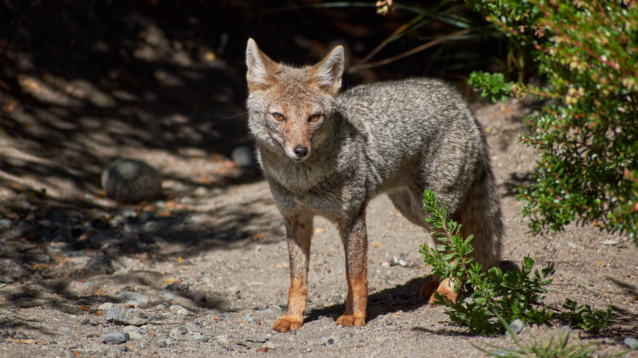 A wild fox A wild fox